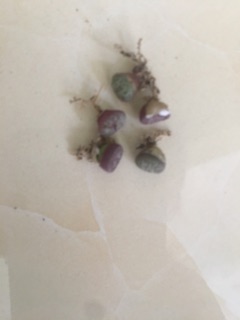 Cây conophytum obcordellum