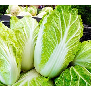 Hạt giống cải thảo kim chi cực giòn ngọt