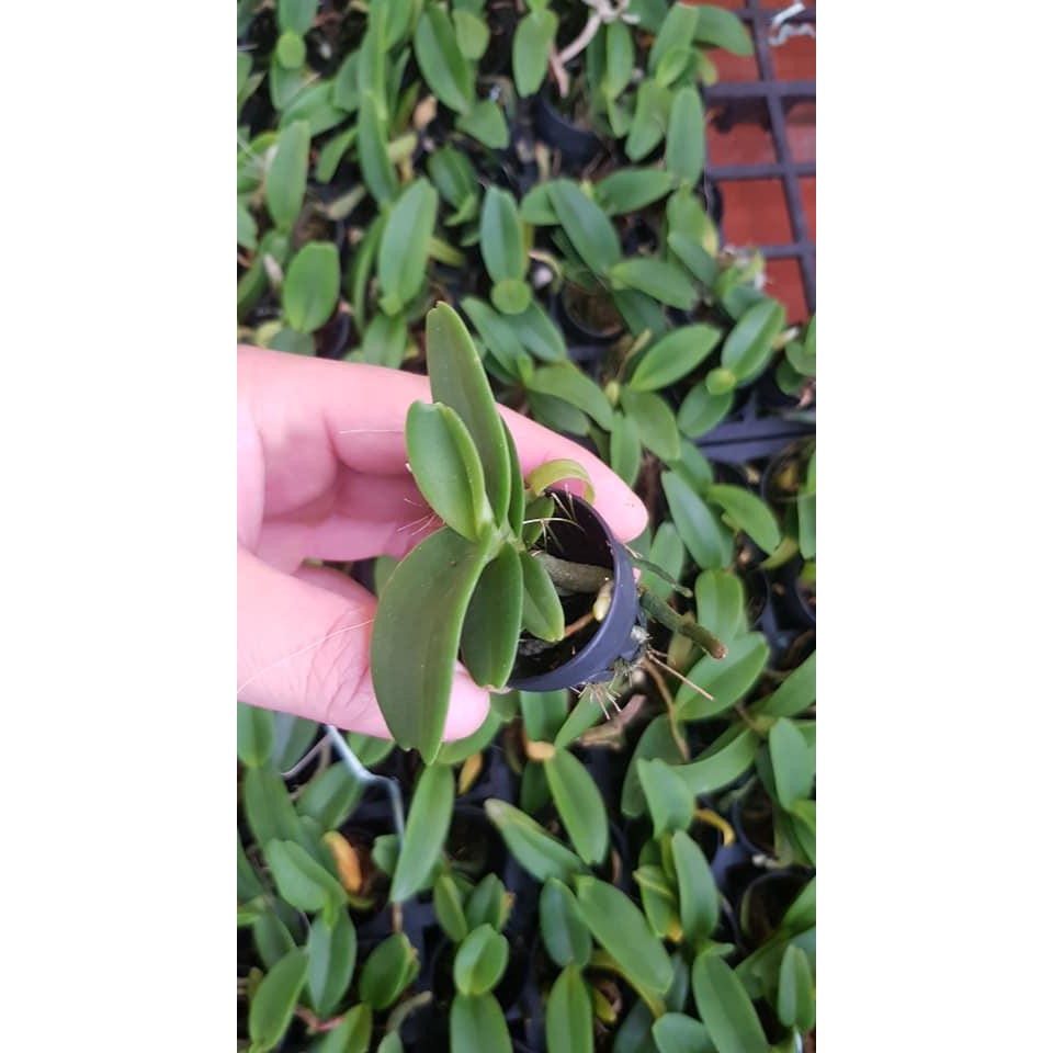 ĐAI CHÂU HỒNG CÁNH SEN CÂY GIỐNG