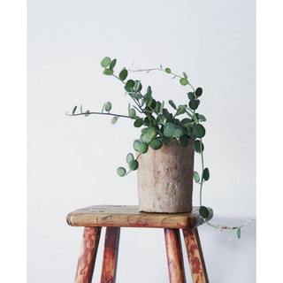 Cây đô la (giống mới) Silver Dollar Vine