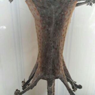 Sỉ giá gốc tắc kè khô 5 con - 10 con