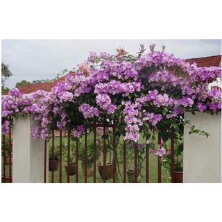 cây hoa lan tỏi(cây giống )