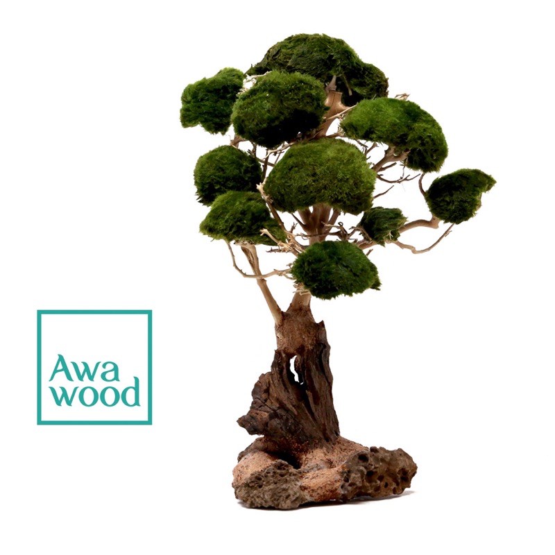 Lũa bonsai tự nhiên cao 10 cm