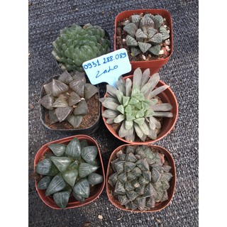 Cây hawothia nhiều loại_hàng sẵn🌵