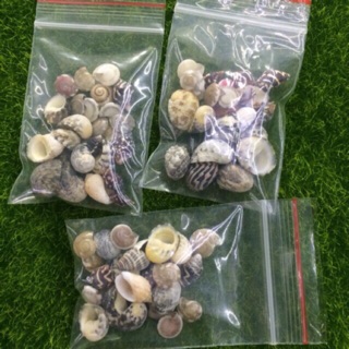 Vỏ ốc biển trang trí 100 gr