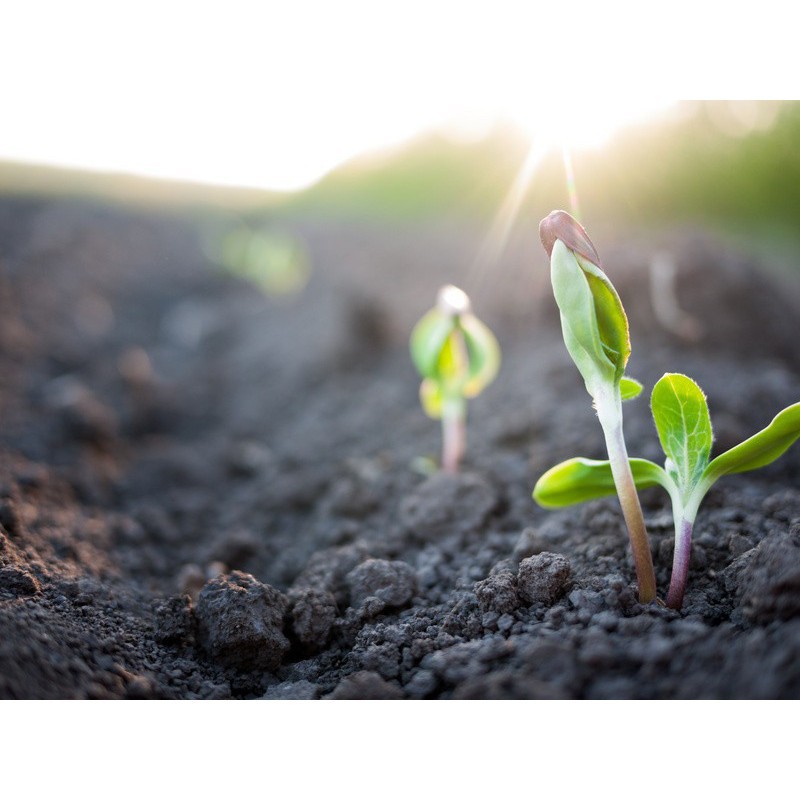 Combo 2 Kích thích sinh trưởng Atonik