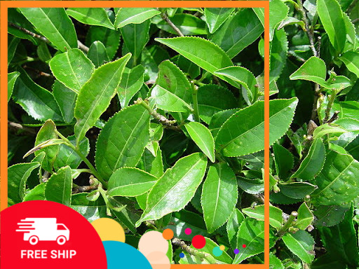 Combo 2 Cây Giống Trà Xanh - Chè Xanh - Sản phẩm uy tín chất lượng - mua ngay