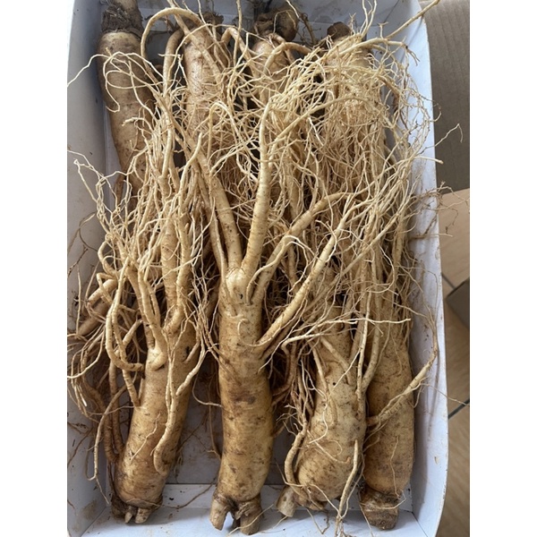 Sâm Tươi Hàn Quốc 6 năm tuổi