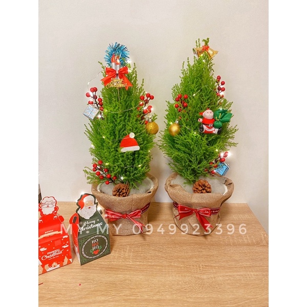 Cây sơn tùng trang trí noel