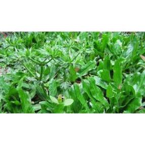 Hạt Giống Rau Ngò Gai/ Mùi Tàu  - Dễ Trồng, Giòn, Thơm - MUA 3 TẶNG 1 CÙNG LOẠI KHUYẾN MẠI TRONG 1 NGÀY