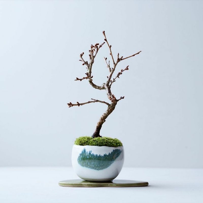 Rêu leucobryum, cushion cho bể terrarium, bonsai hôp 10x15cm