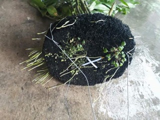 DỚN ĐĨA GHÉP LAN