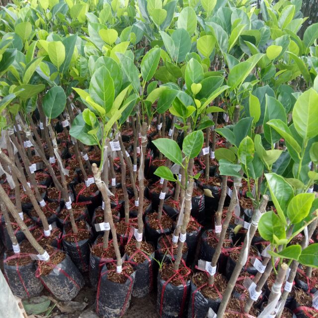 Cây mit ruột đỏ