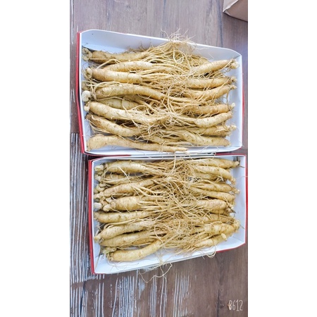 Nhân sâm tươi Hàn Quốc hầm gà 1kg 20-30 củ