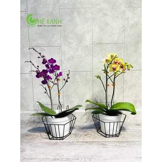 giỏ sắt treo chậu hoa ban công