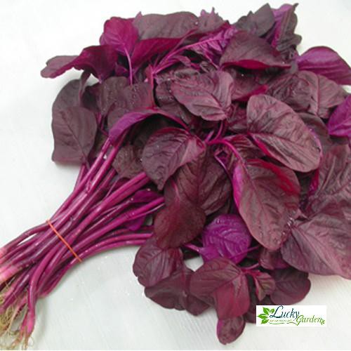 10g Hạt giống Rau Dền đỏ XTRA
