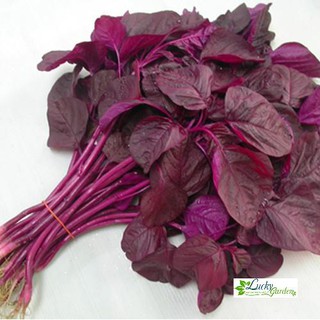 10g hạt giống rau dền đỏ xtra