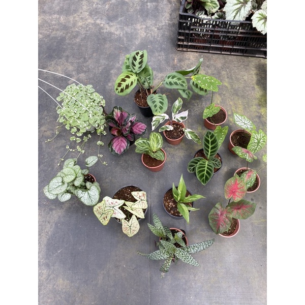 Chậu cứng đồng giá 110k