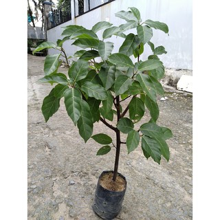 Cây sung - chiều cao 80cm-1m