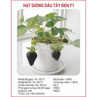 50 Hạt Dâu Tây Đen F1