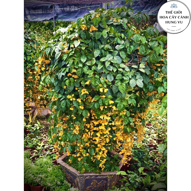 Cây hoa Lan Hoàng Dương siêu hoa - Cây chuỗi ngọc hoa vàng - THẾ GIỚI HOA CÂY CẢNH - (Ảnh thật) cao 50cm.
