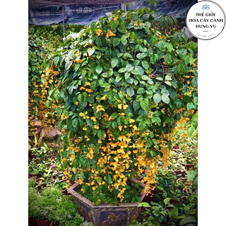 Cây hoa Lan Hoàng Dương siêu hoa - Cây chuỗi ngọc hoa vàng cao 50cm.