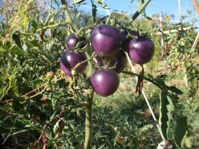 [ Hạt Giống Xanh ] Hạt giống cà chua tím (purple tomato)