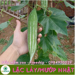 Hạt giống lặc lày - 10 hạt (lặc lè, mướp nhật)