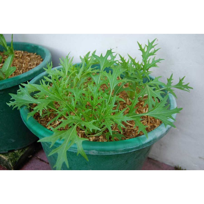 Hạt Giống Cải Bẹ Xanh Ngọt Đuôi Phụng Phú Nông Dễ Trồng- Gói 10gr (HPN-067)