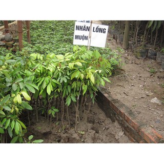 Cây Nhãn Lồng Hưng Yên