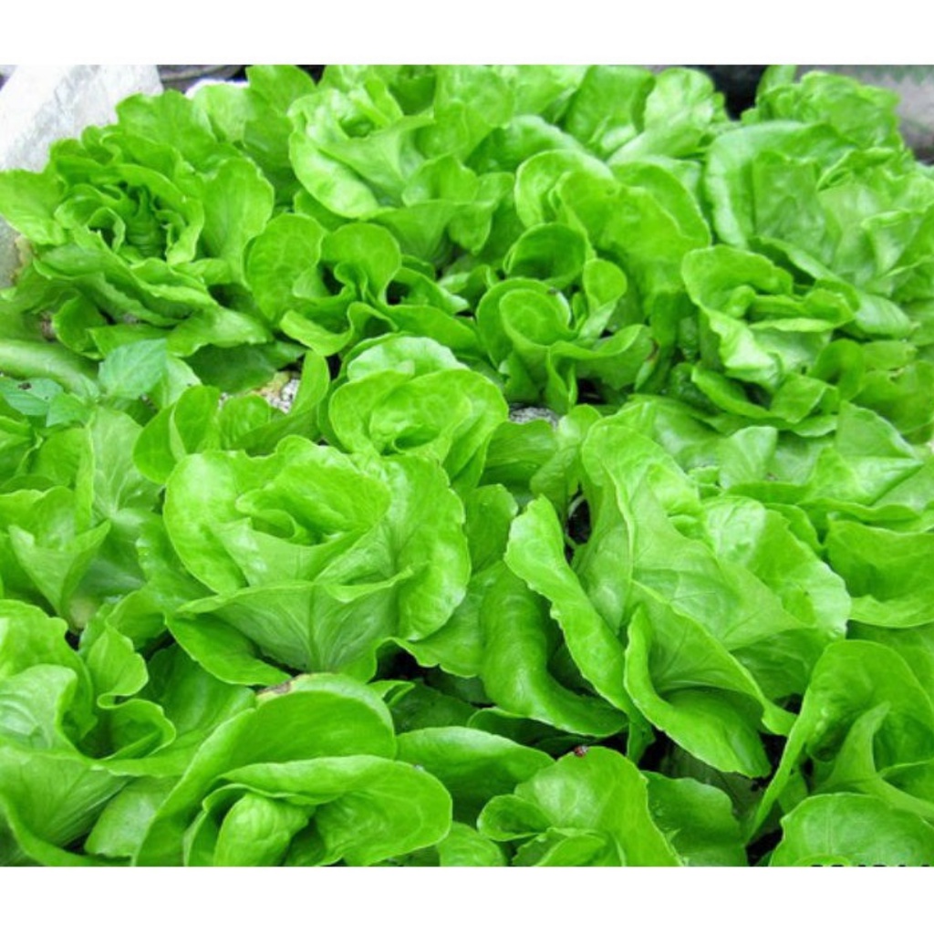 Hạt giống xà lách đăm 2g (xà lách hoa hồng)