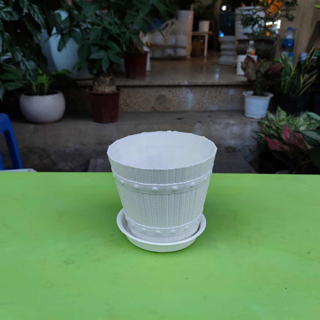 Cây vạn lộc đỏ đốm xanh lá sum suê cây phong thủy trang trí nội thất cao 35cm