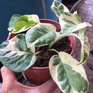 Trầu bà cẩm thạch chậu nhỏ