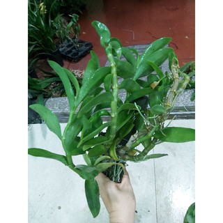 Trầm trắng bảng nhiều thân
