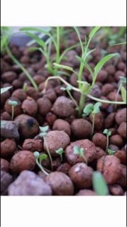 1kg đất sét nung ( sỏi nhẹ)