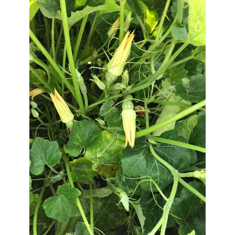 Hạt Giống Bí Ăn Nụ Giòn Ngọt Gói 10H