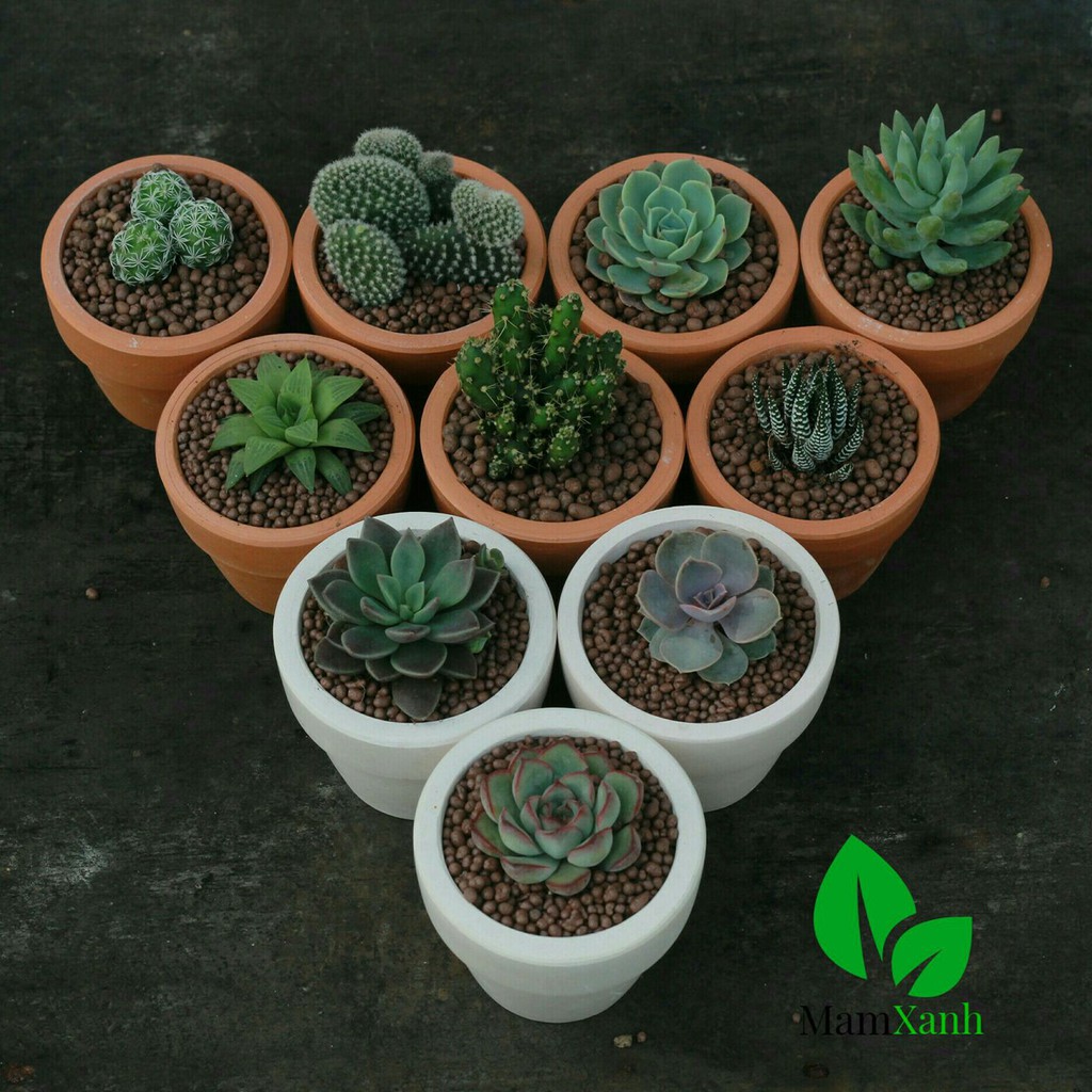 Combo 10 cây xương rồng & sen đá