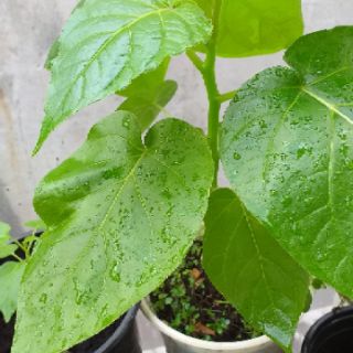 Cây giống cà chua thân gỗ.