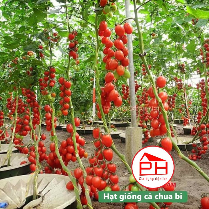 Túi Hạt giống Cà chua Bi Nông Trại Xanh (300 hạt) Quả siêu sai, Hạt giống Cà chua cực dễ trồng, dinh dưỡng cao