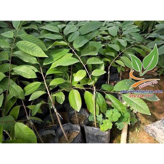 Na dứa Đài Loan