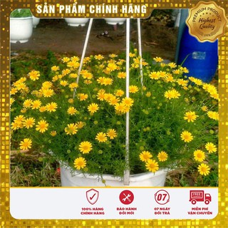 Hạt giống hoa cúc rủ LUCKY SEEDS
