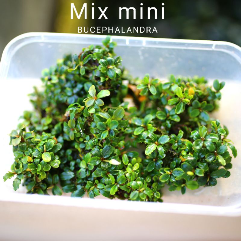 Bucep mix mini | Cây thủy sinh nguyên cụm | Hàng bụi | lá cạn