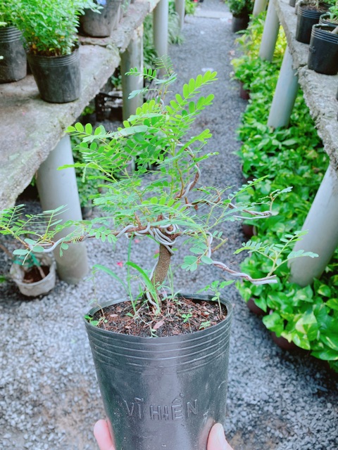 Cây Me Bonsai