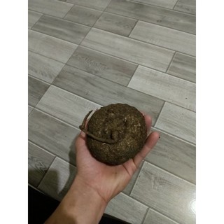 củ bình vôi💥giá rẻ 0398.575.217💥💥