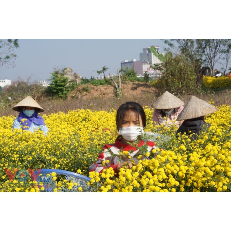 ✅[LOẠI THƯỢNG HẠNG]100gr Trà Hoa Cúc Tiến Vua  Sấy Khô Nguyên Bông Hoa Cúc Chi Ngủ Ngon, Sáng Mắt, Thanh Nhiệt, Giải Độc