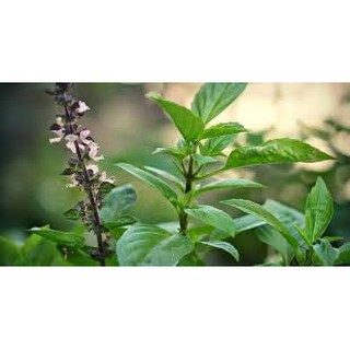 HẠT GIỐNG HÚNG QUẾ CAO SẢN GÓI 10 GRAM