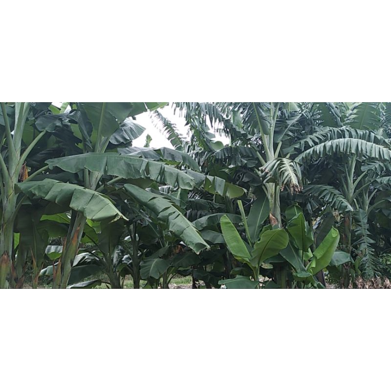 LÁ CHUỐI TƯƠI 1KG GÓI BÁNH LÁ TƯƠI NHÀ TRỒNG