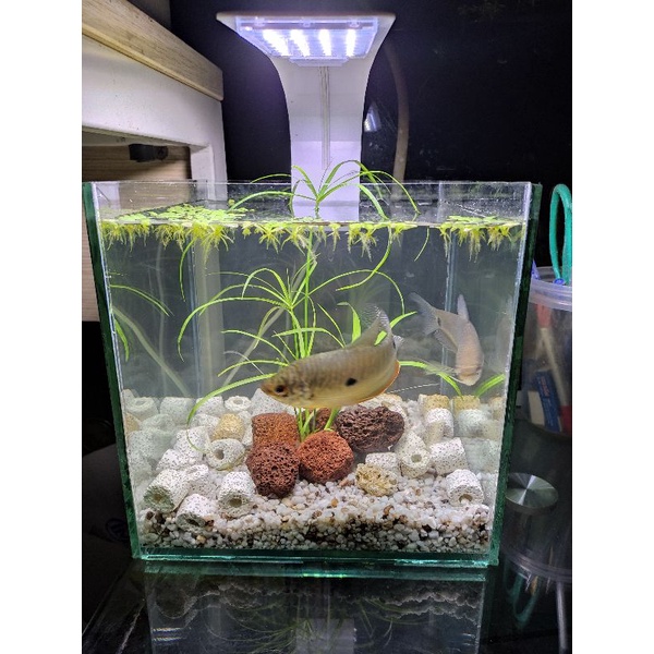 [Mã PET50K giảm Giảm 10% - Tối đa 50K đơn từ 250K] bể cá mini cubic20. combo bể đèn lọc tặng sỏi, câ