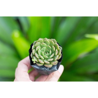 Sen đá rubi lá ngắn 5-7cm - Vườn sen đá