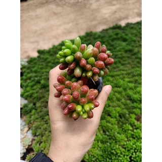 sen đá các loại sz bầu
